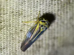 Balcanocerus crataegi thumbnail 3