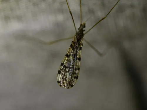 Dicranophragma angustulum