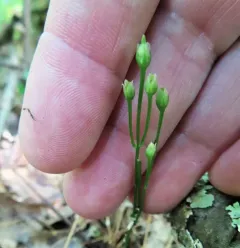 yellow screwstem thumbnail 3