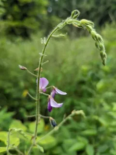 hoary tick-trefoil thumbnail 2