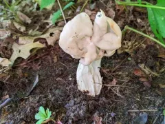 Helvella lactea thumbnail 3