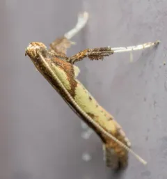 Boxelder Leafroller Moth thumbnail 3
