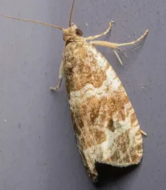 Olethreutes versicolorana thumbnail 4
