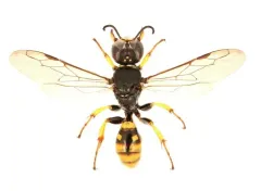 Crossocerus binotatus thumbnail 2