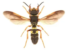 Eucerceris zonata thumbnail 4