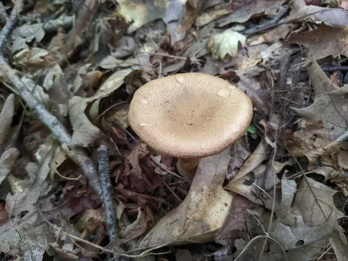 Cortinarius hughesiae