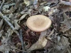 Cortinarius hughesiae thumbnail 1