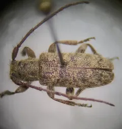 Pauper Longhorned Beetle thumbnail 3