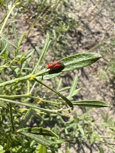 Black-banded Mirid