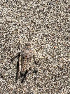 Rehn's Dune Grasshopper thumbnail 3