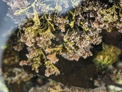 graceful coral seaweed thumbnail 4
