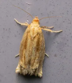 Goldenrod Pelochrista Moth thumbnail 3