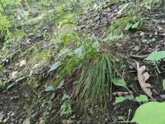 Bashful Bulrush thumbnail 3