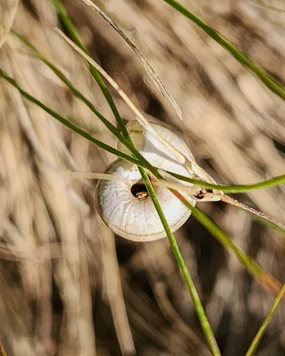 Eastern Heath Snail