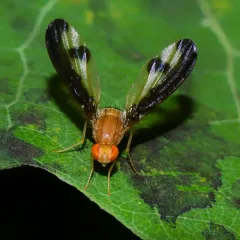Antlered Flutter Fly thumbnail 1