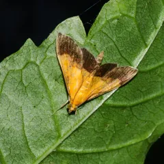 Bicolored Pyrausta Moth thumbnail 4