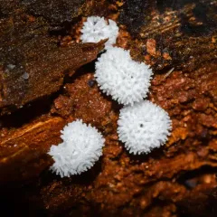 Honeycomb Coral Slime Mold thumbnail 3