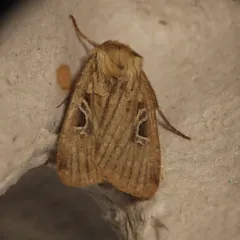 Pseudohermonassa flavotincta thumbnail 3