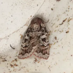 Great Brown Dart thumbnail 4