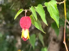 Trailing abutilon thumbnail 2