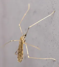 Erioptera parva thumbnail 3