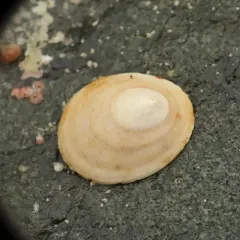 Ringed Blind Limpet thumbnail 3
