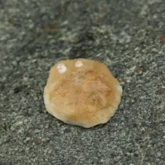 Pacific Half-slipper Snail thumbnail 3