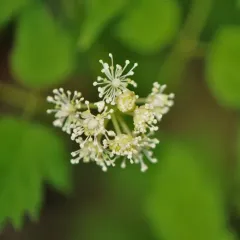 red baneberry thumbnail 2