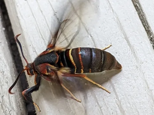 Oak Stump Borer Moth