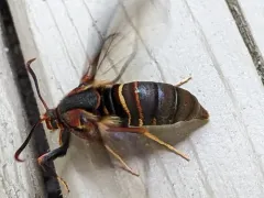 Oak Stump Borer Moth thumbnail 1