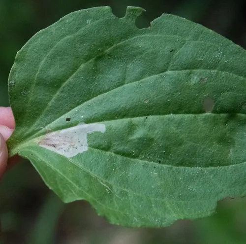 Liriomyza blechi