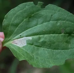 Liriomyza blechi thumbnail 1