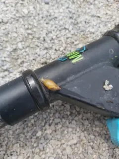 Blunt Ambersnail thumbnail 4
