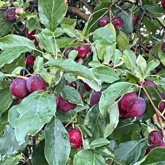 Siberian crabapple thumbnail 4
