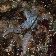 Mottled Star thumbnail 3
