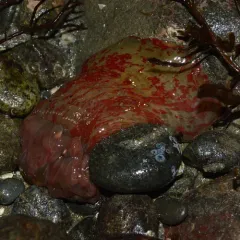 Painted Anemone thumbnail 3