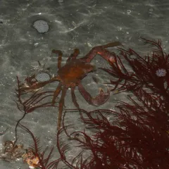 Northern Kelp Crab thumbnail 3