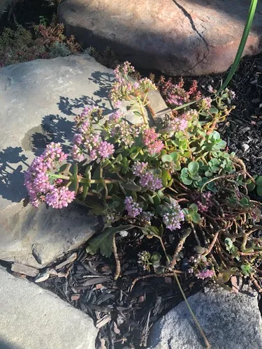 Pink Mongolian Stonecrop