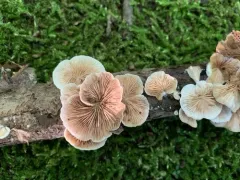 Crepidotus coloradensis thumbnail 1
