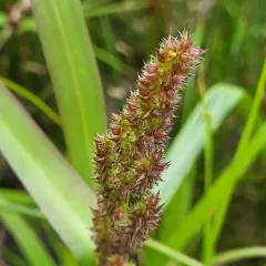 rough barnyard grass thumbnail 2