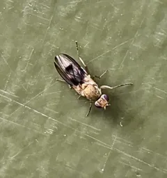 Trixoscelis fumipennis thumbnail 3
