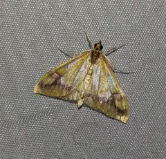 Pyrausta perrubralis thumbnail 4