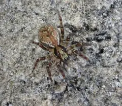 Dirksia cinctipes thumbnail 4