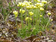 Alpine Whitlow-grass thumbnail 4