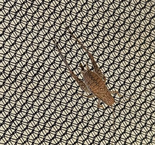 Restless Bush Cricket