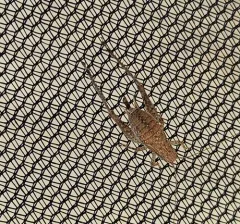 Restless Bush Cricket thumbnail 1