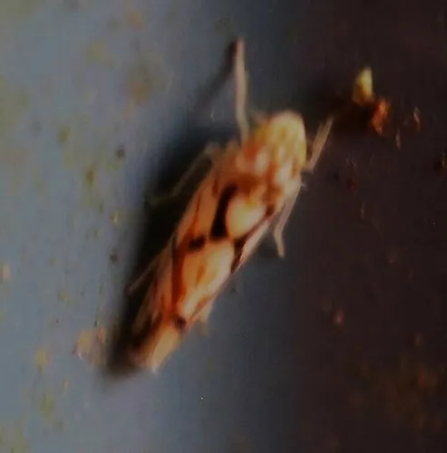 Erythroneura palimpsesta