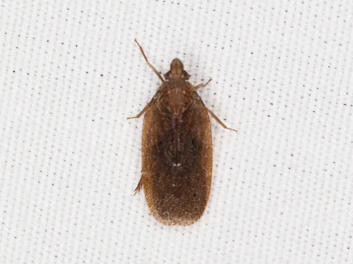 Cixidia fusca