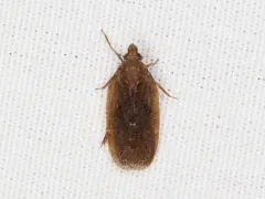 Cixidia fusca thumbnail 1