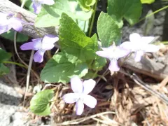 Great Lakes Violet thumbnail 2